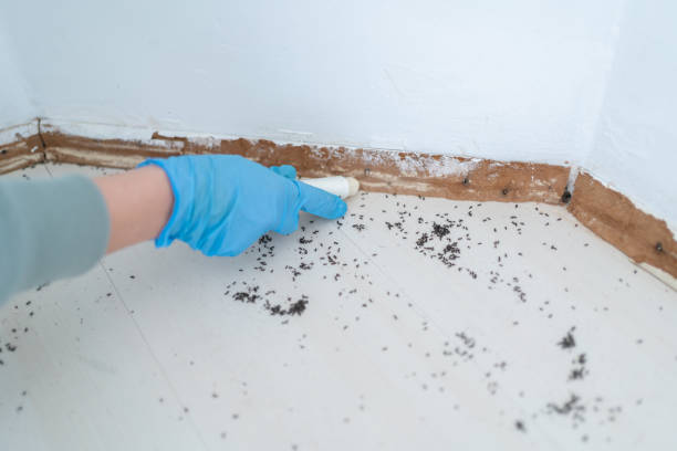 Best Residential Pest Control  in Newell, WV